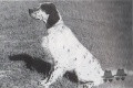 Setter Anglais FRANCINI'S JODY Setter Anglais FRANCINI'S JODY
